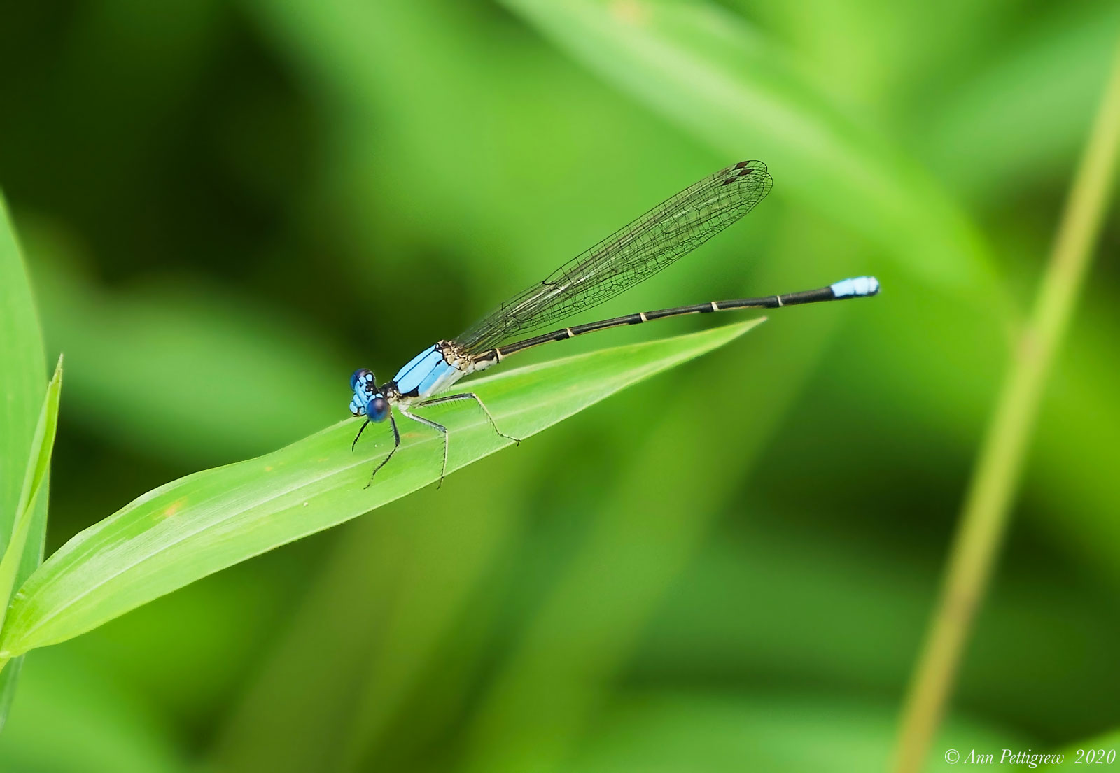 Blue-fronted Dancer - Male