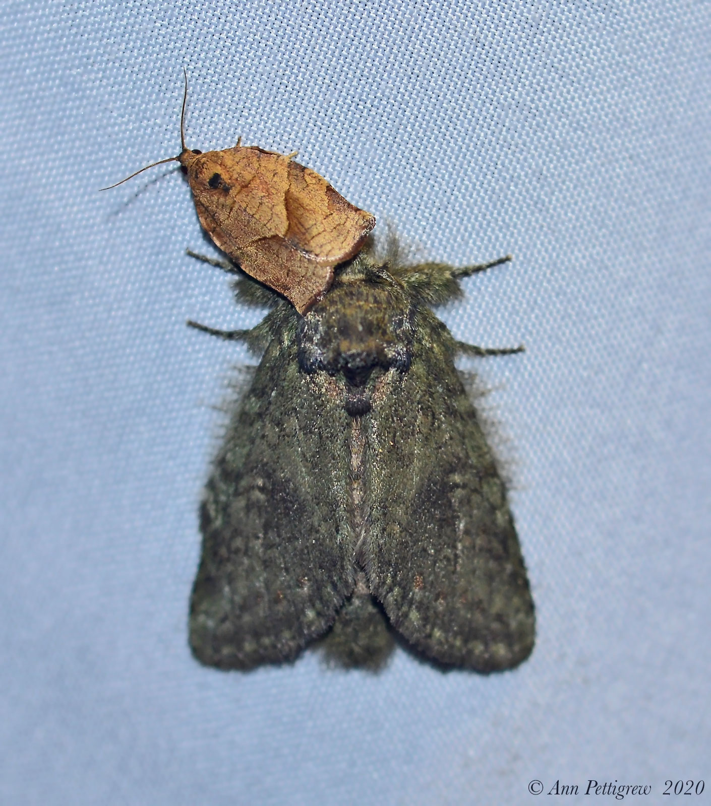 Oblique-banded Leafroller with Unkown Moth