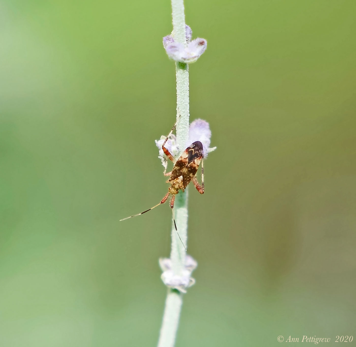 Unknown Bug sp.