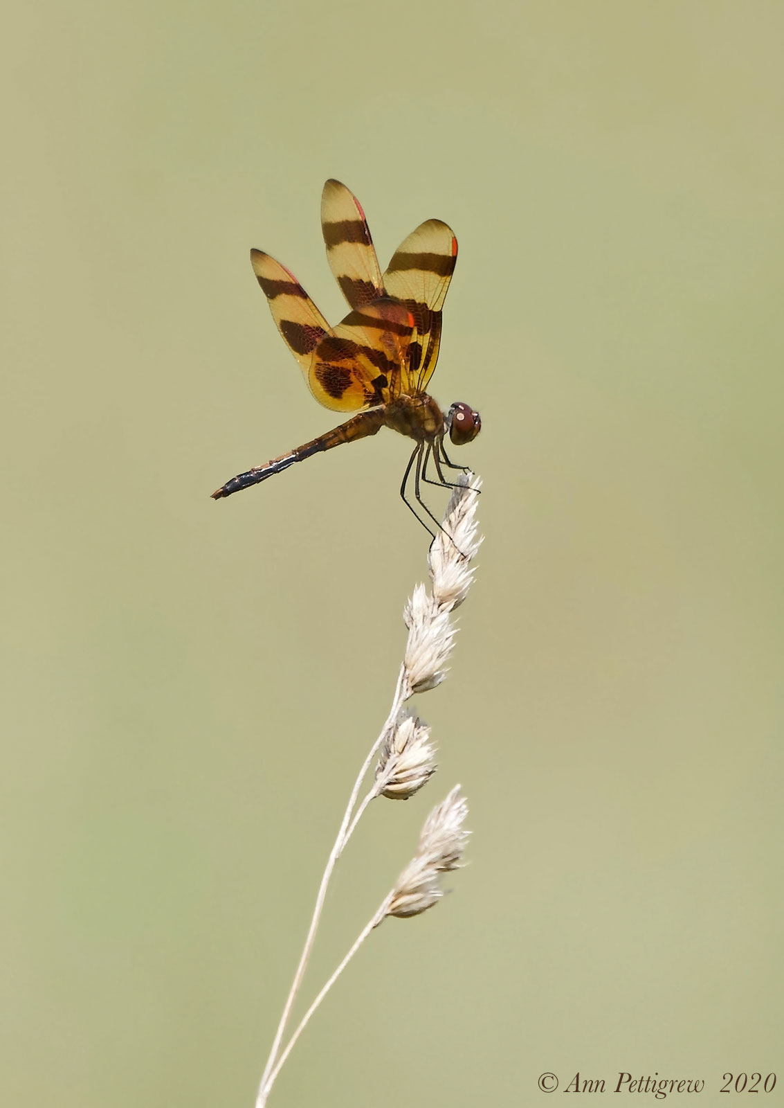 Halloween Pennant - Male