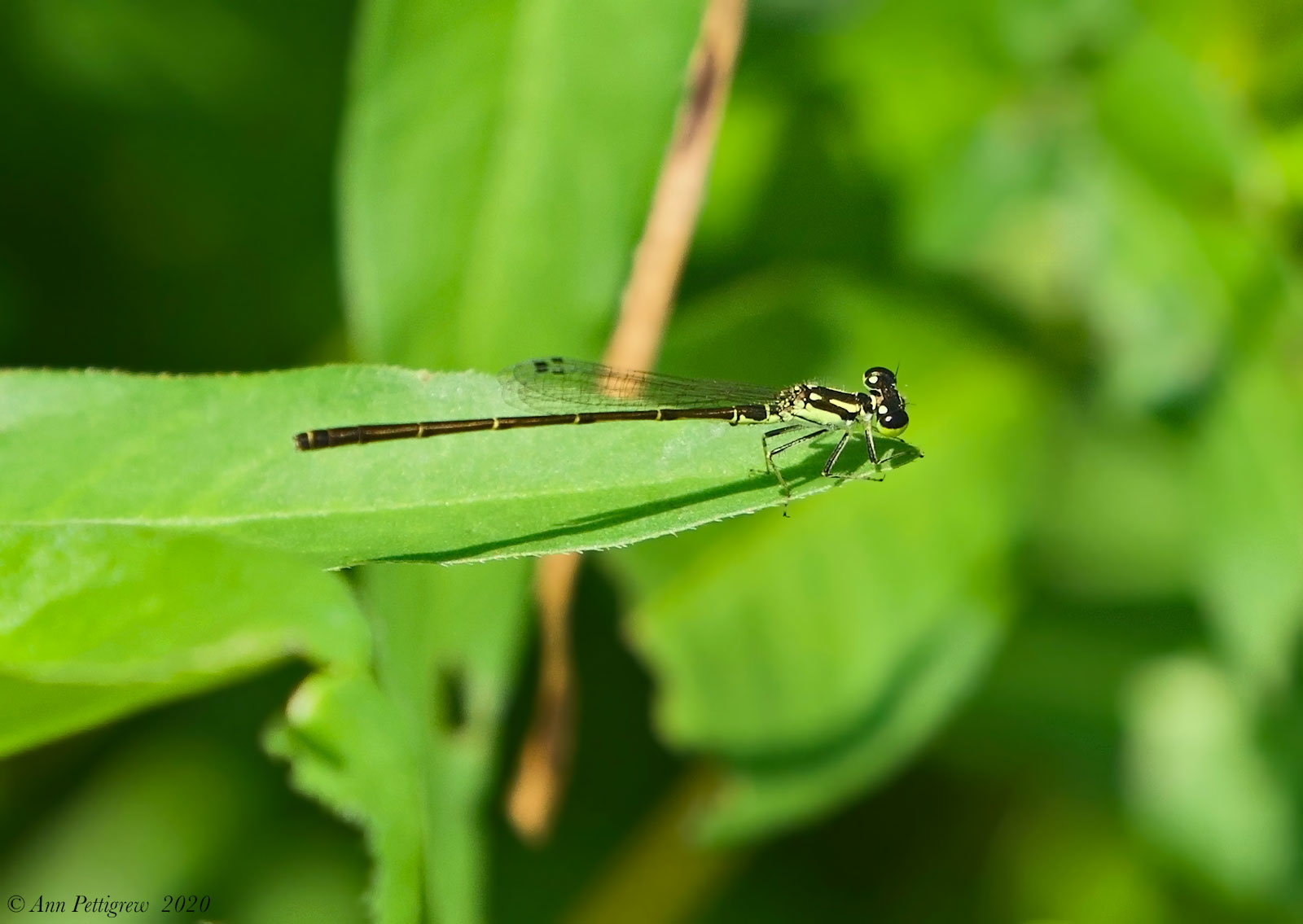 Fragile Forktail