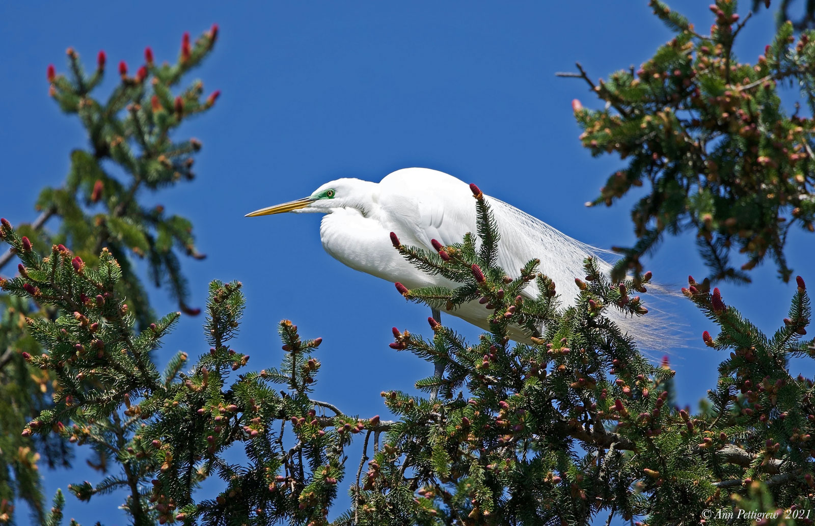 Great Egret