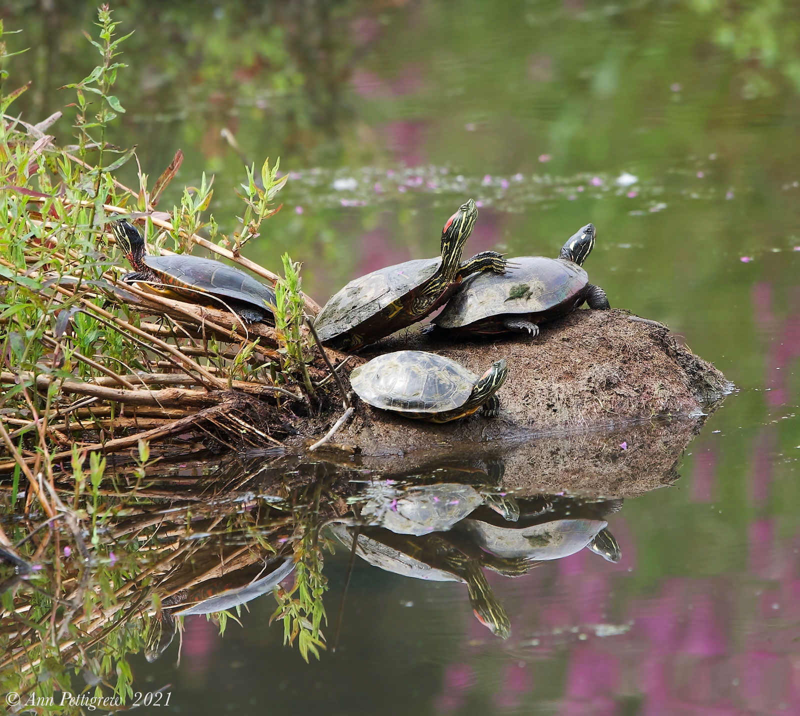 Red-eared Sliders and Eastern Painted Turtles