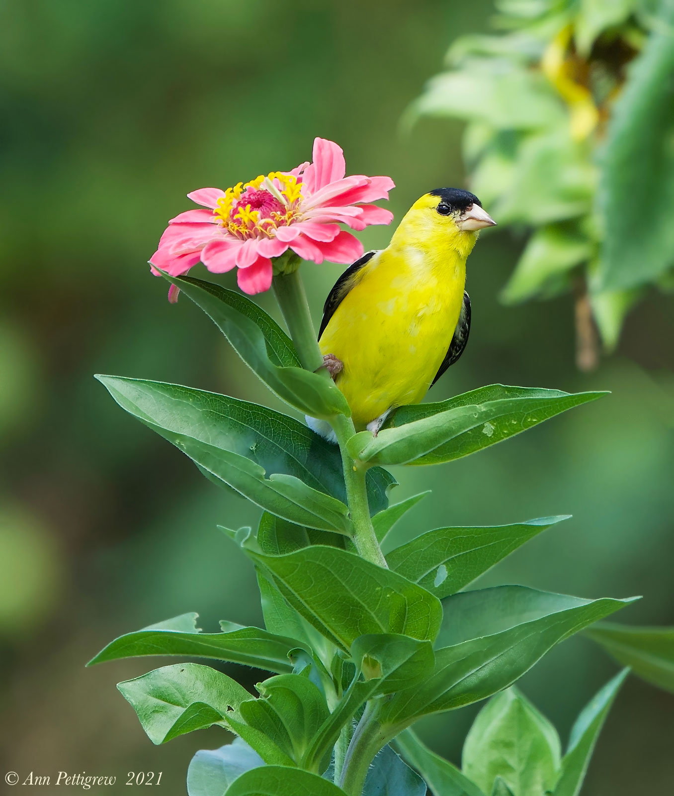 American Goldfinch