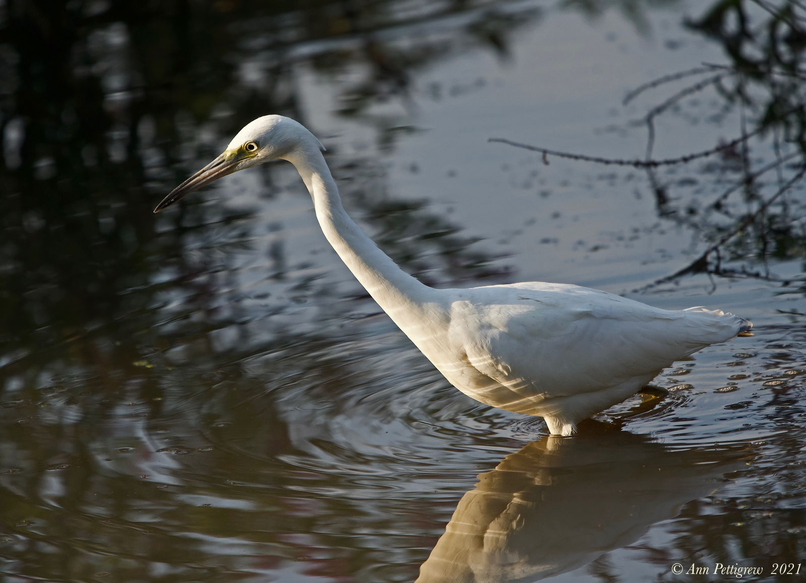 Little Blue Heron