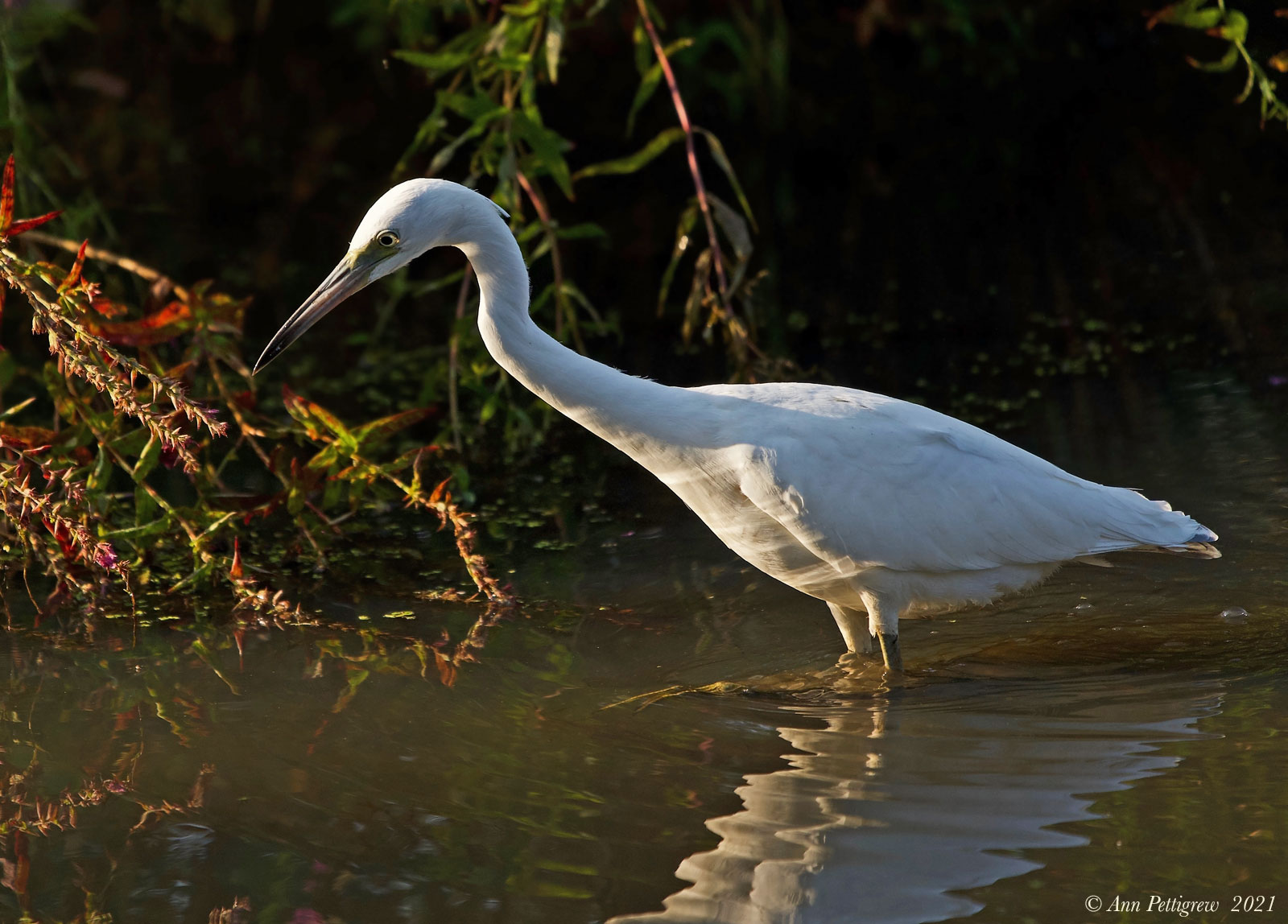 Little Blue Heron