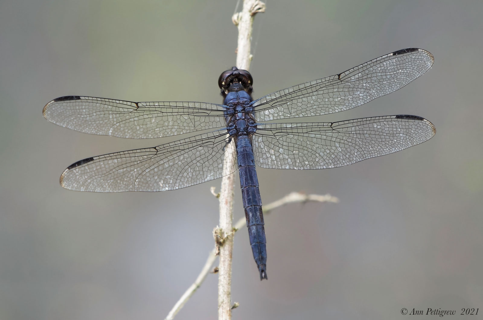 Slaty Skimmer