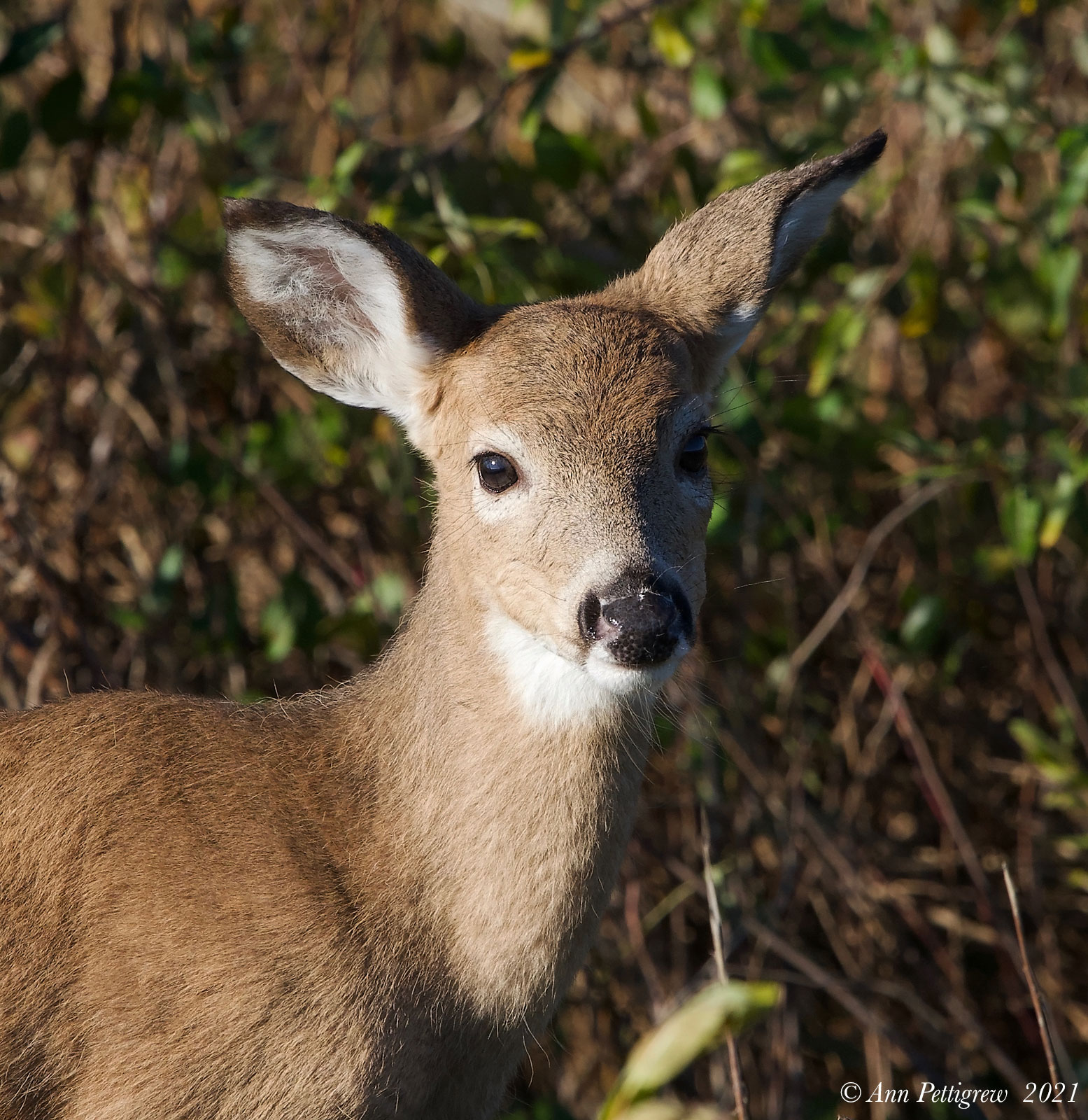 White-tailed Doe