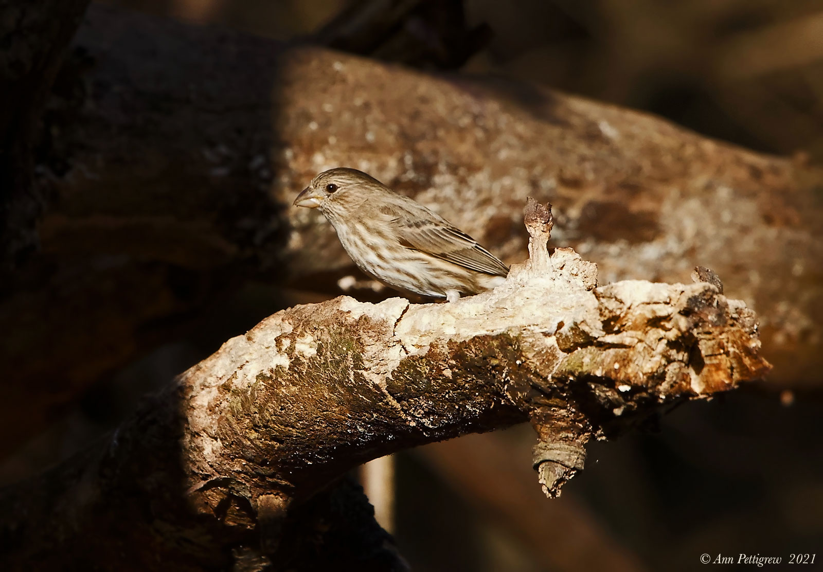 House Finch