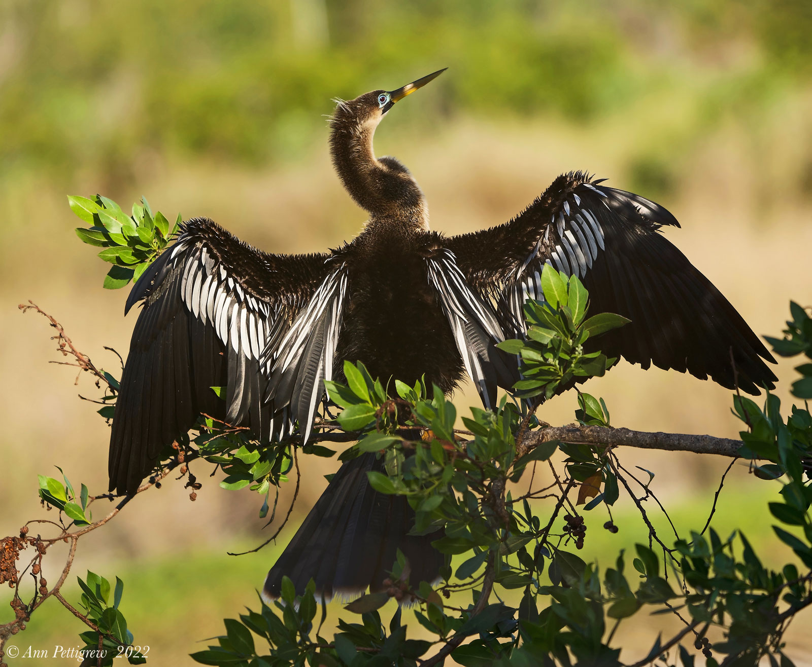 Anhinga