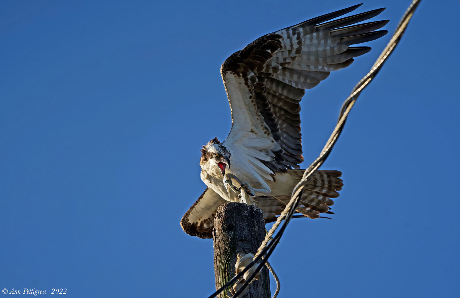 Osprey with Needlefish