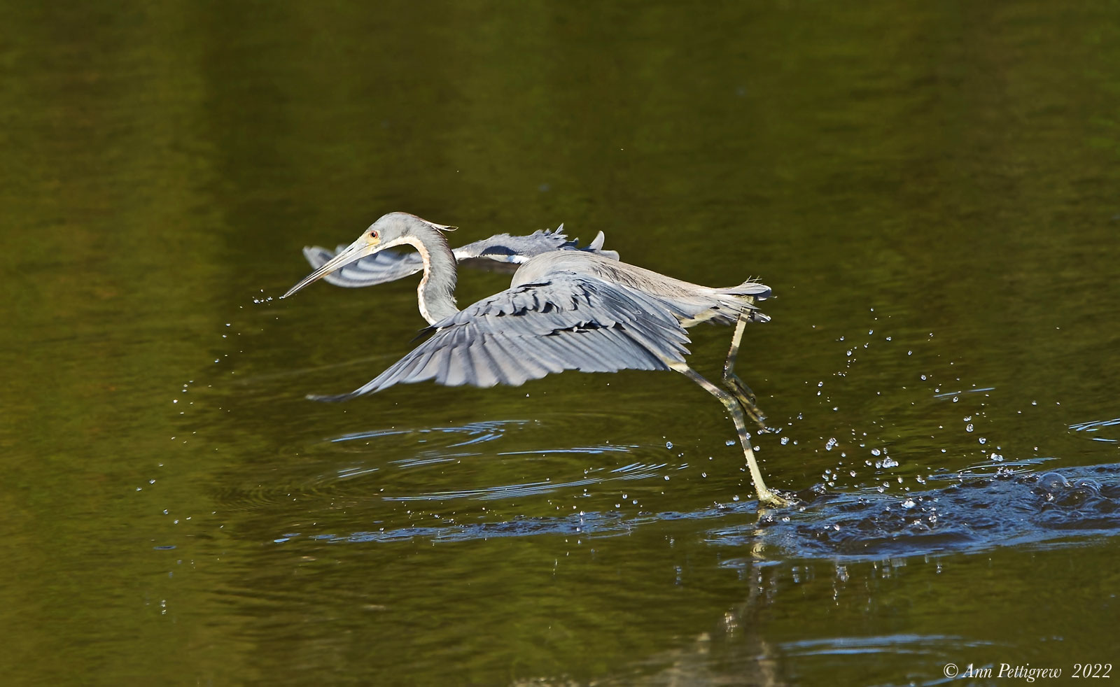 Tricolored Heron