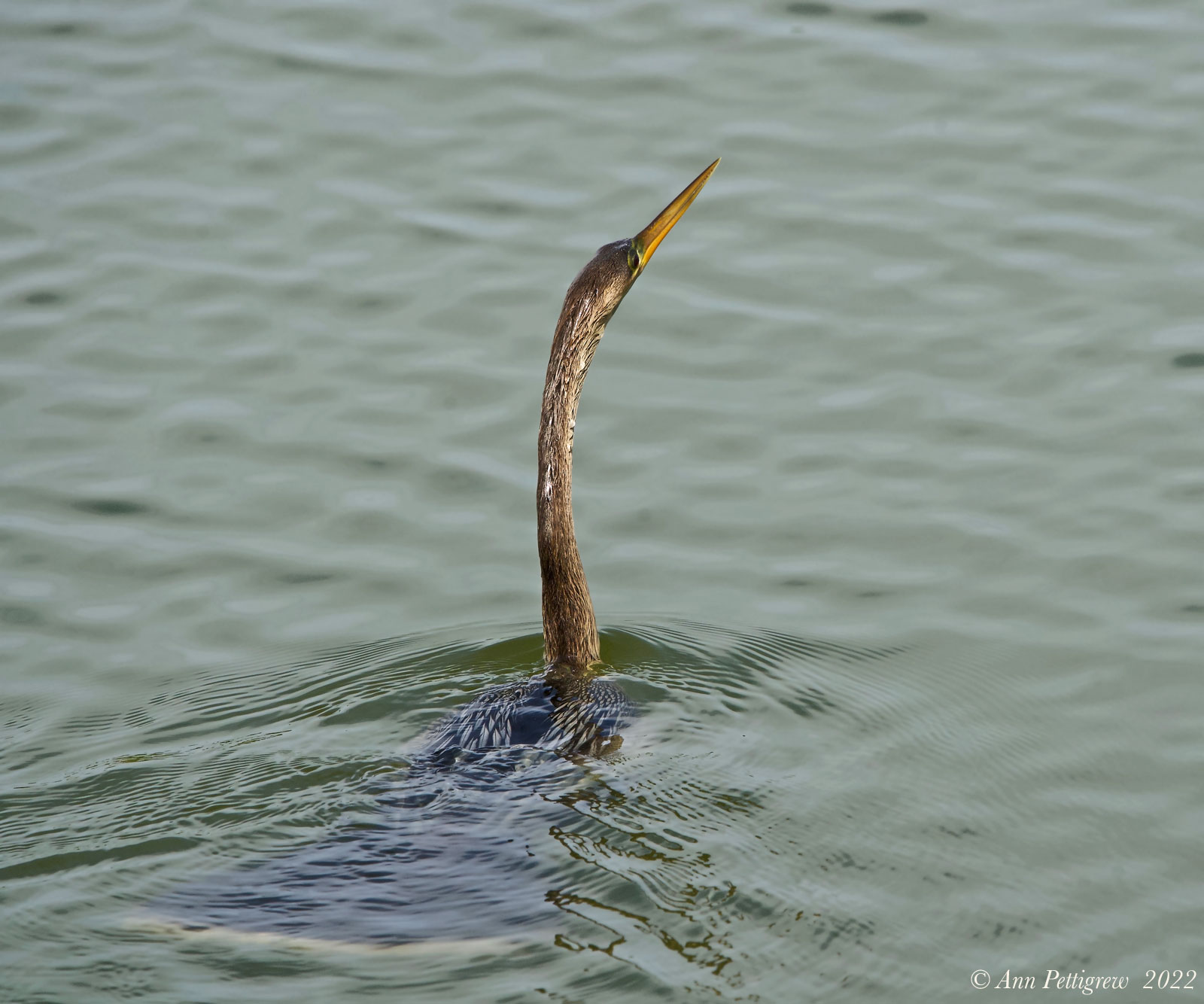 Anhinga