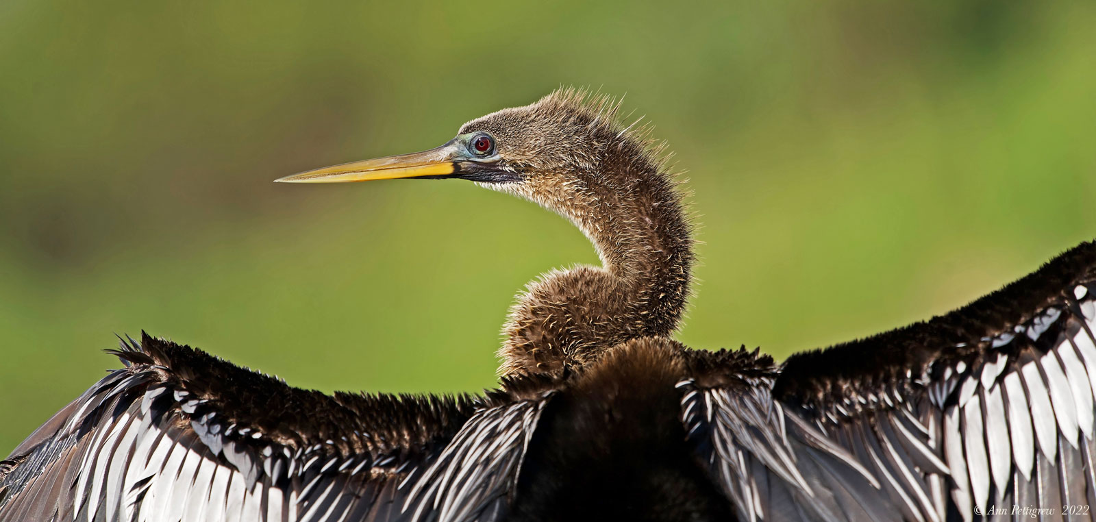 Anhinga