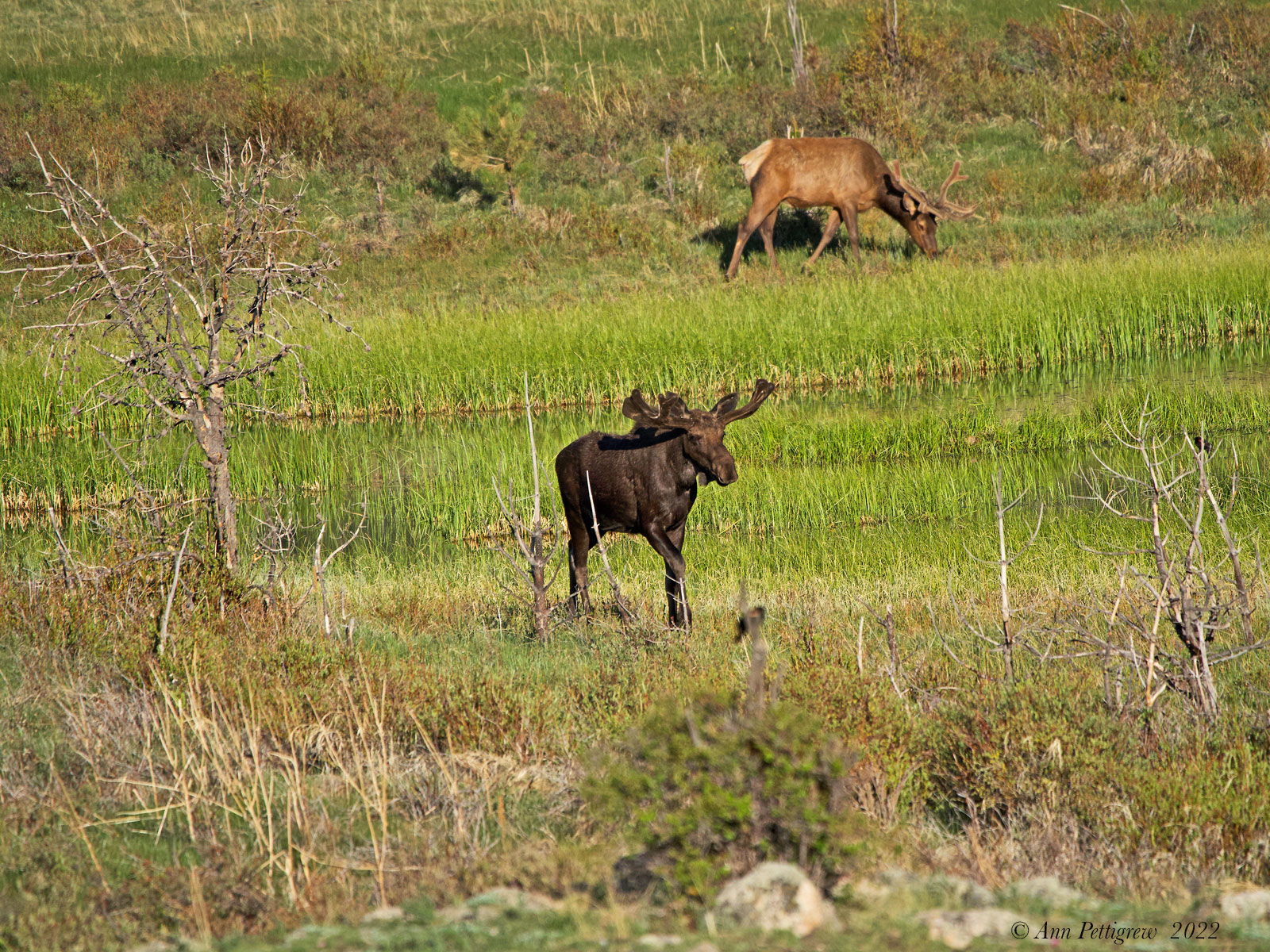 Bull Moose and Elk