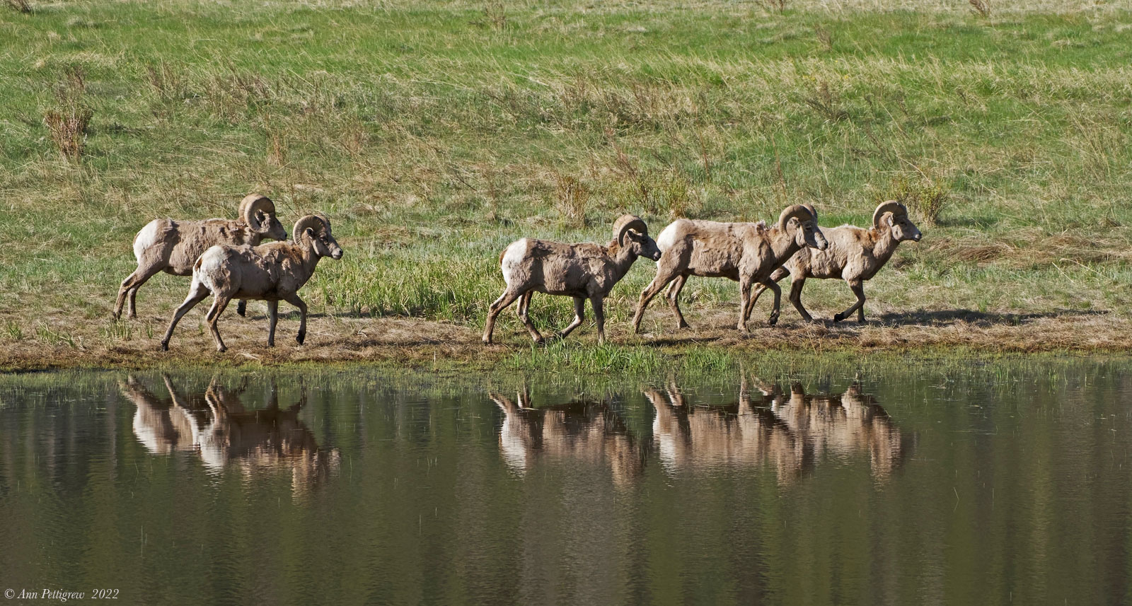 Bighorn Rams