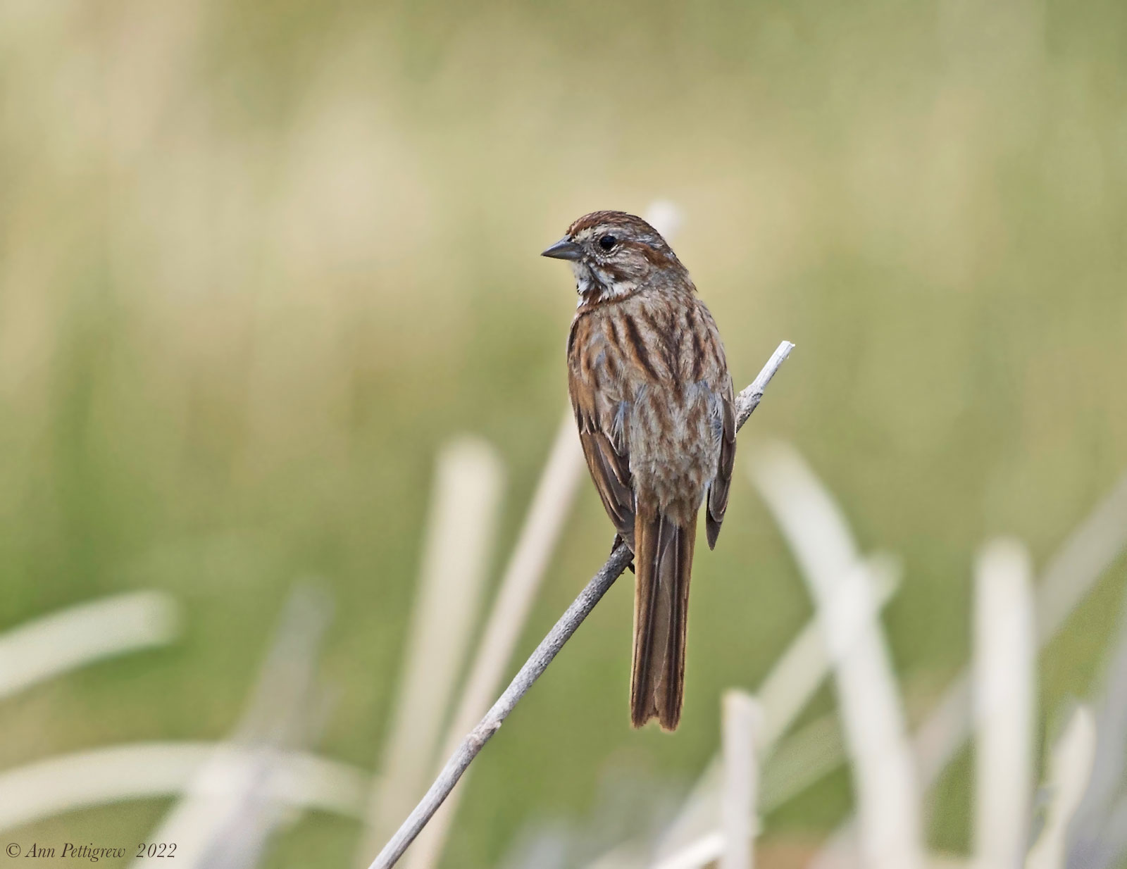 Song Sparrow