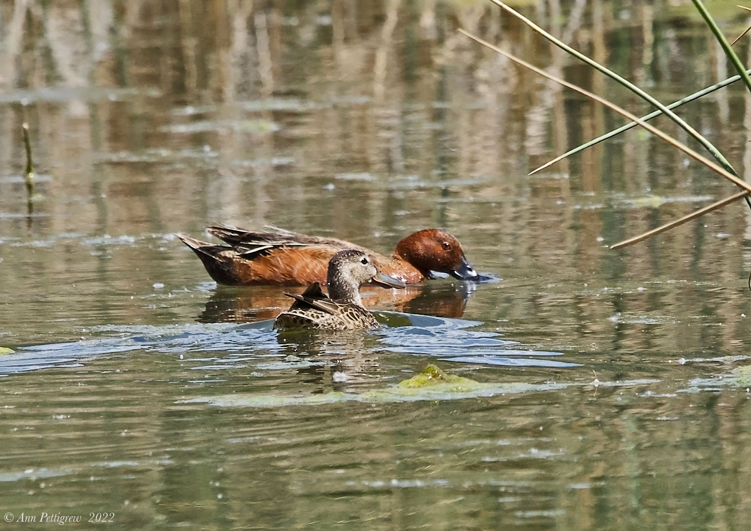 Cinnamon Teal