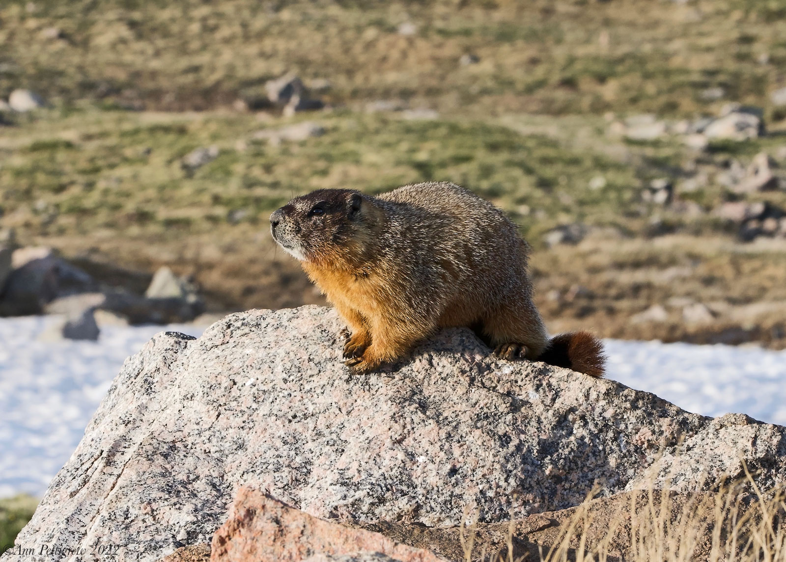 Yellow-bellied Marmot