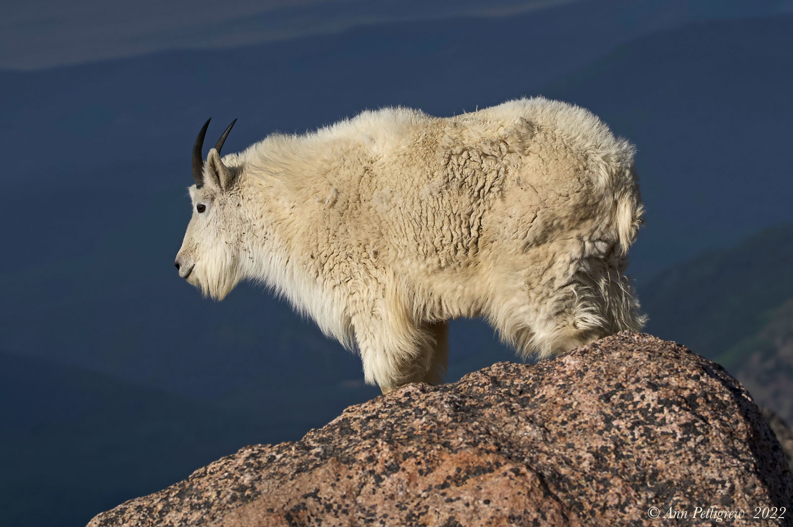 Mountain Goat