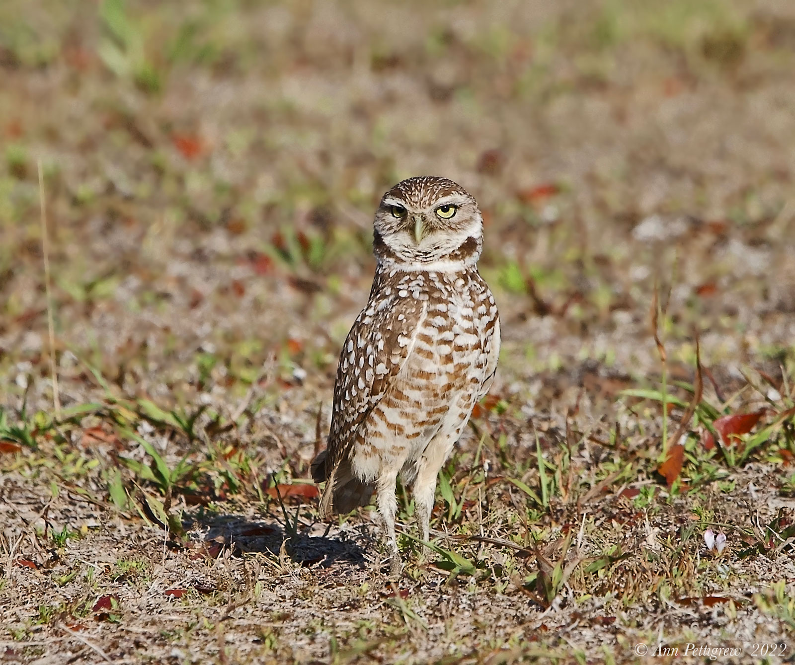 Burrowing Owl