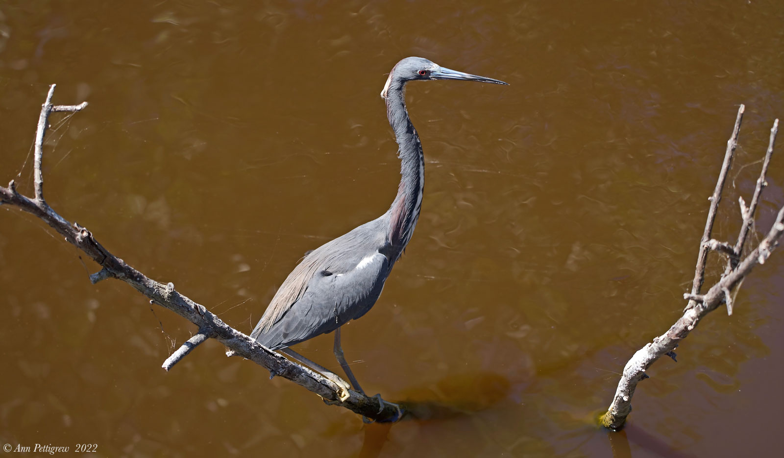 Tricolored Heron