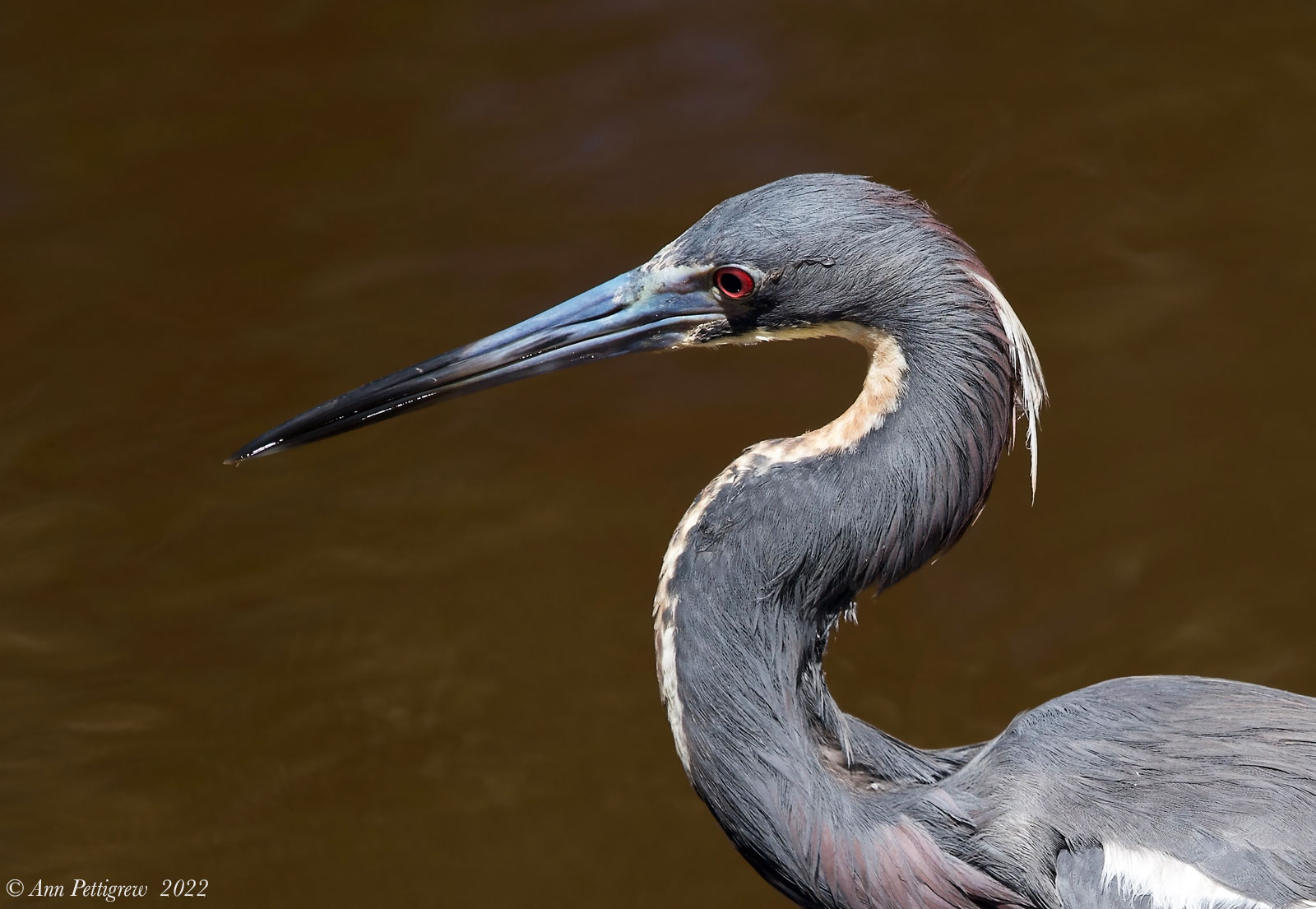 Tricolored Heron