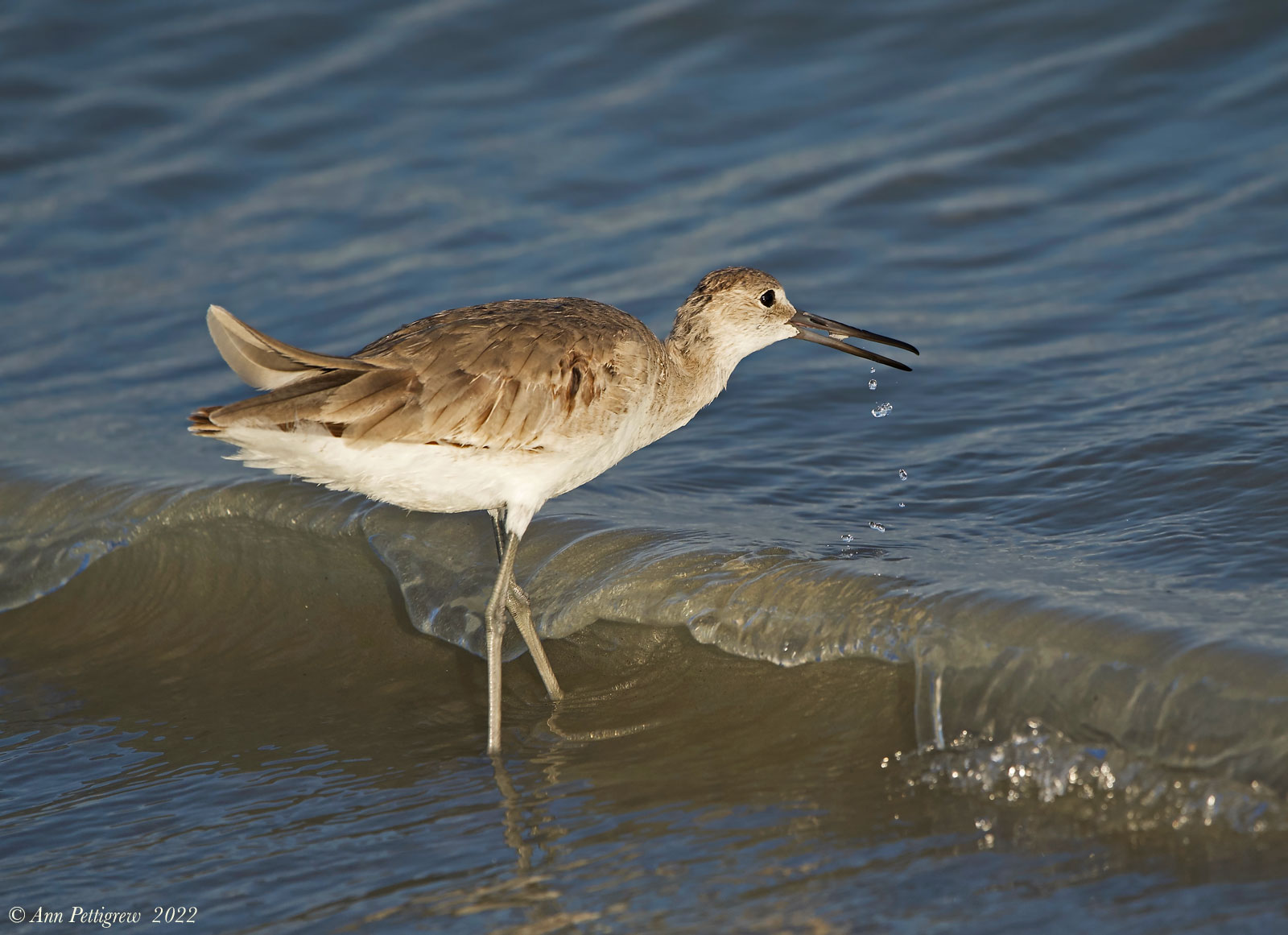 Willet