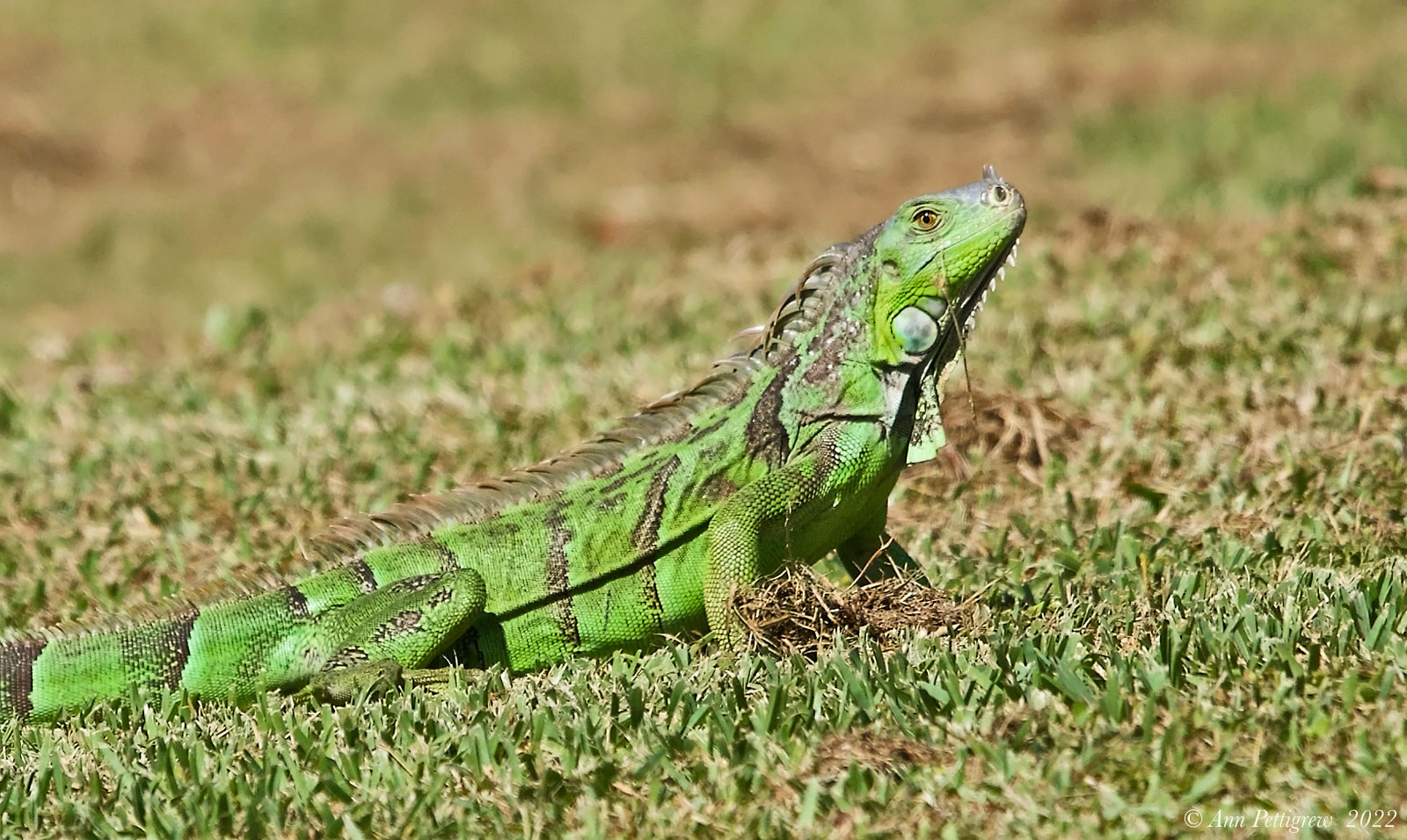 Green Iguana