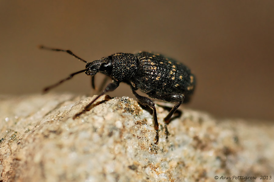 Black-Vine-Weevil-(Otiorhynchus-sulcatus)---0007.jpg