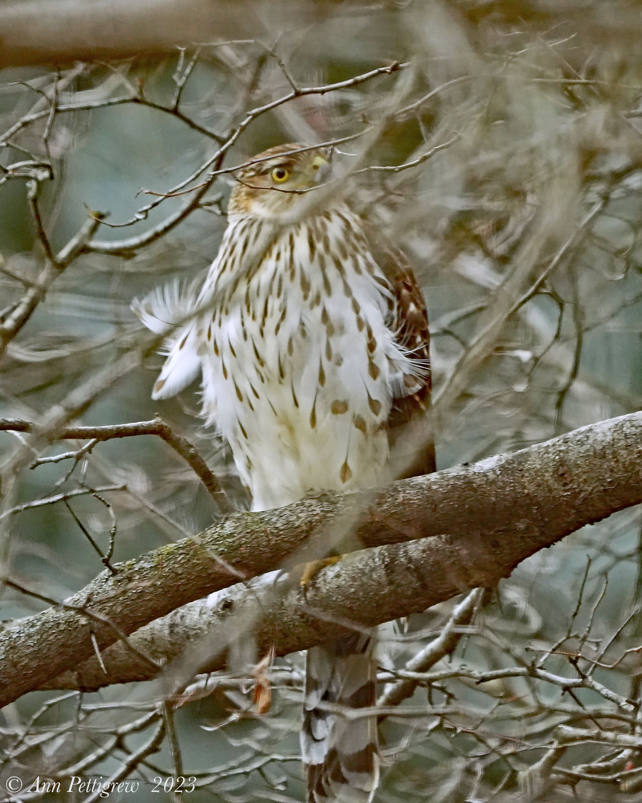 Coopers Hawk