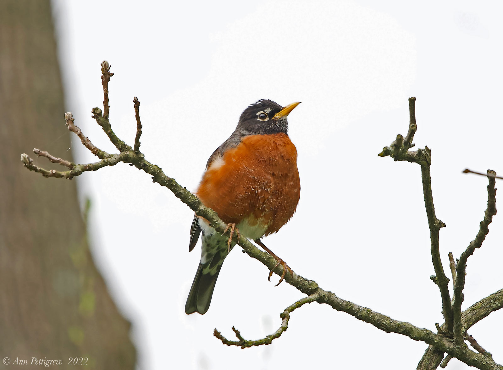 American Robin