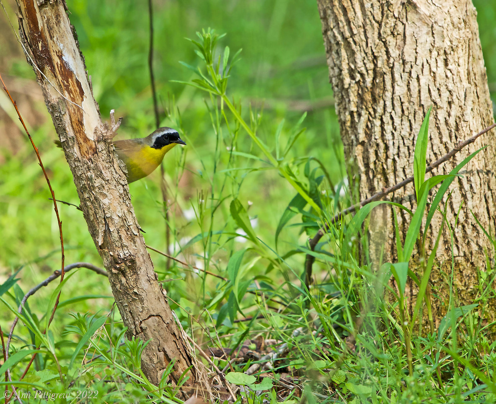 Common Yellowthroat