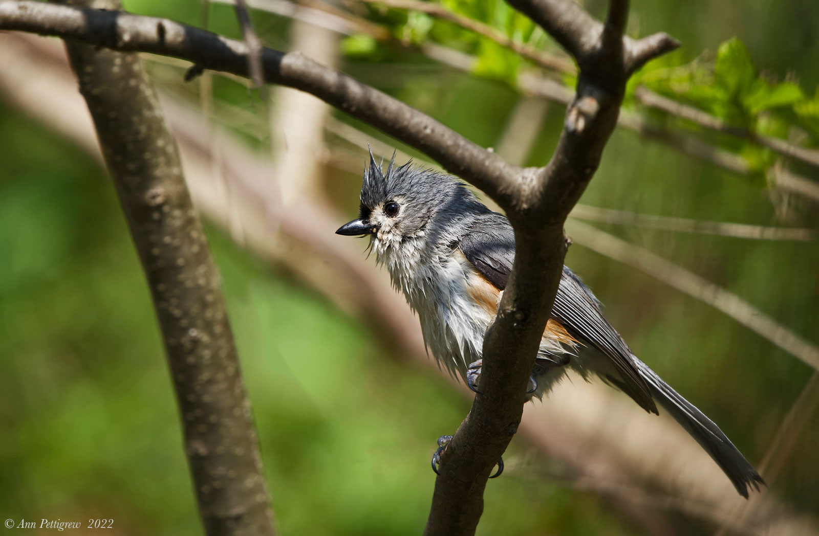 Tufted Titmouse