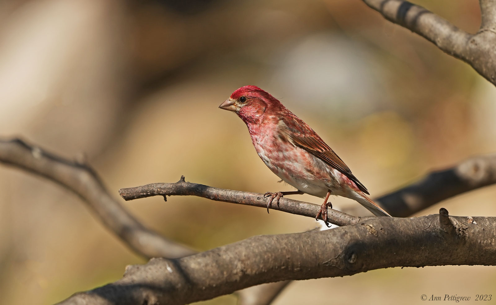 Purple Finch