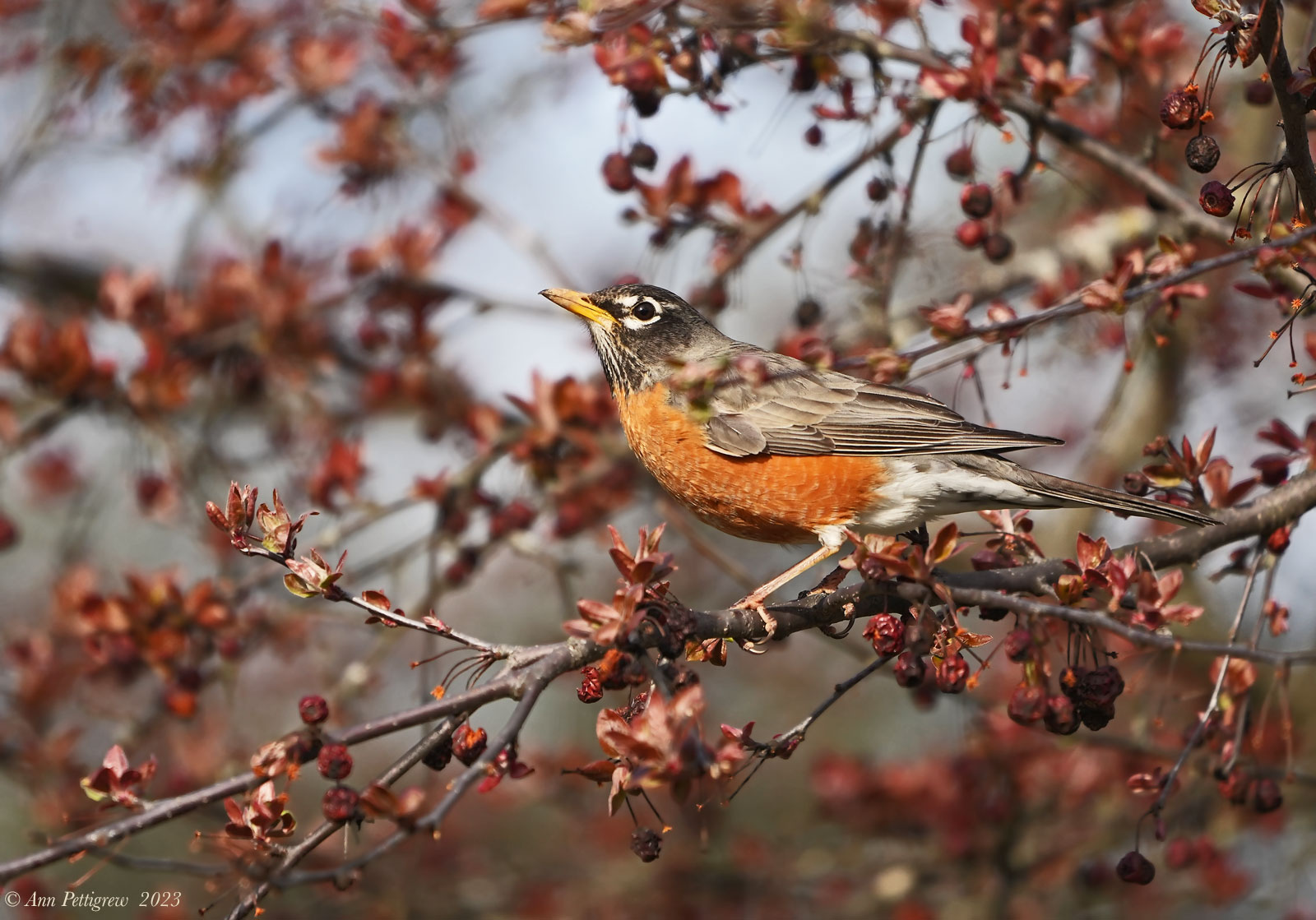 American Robin