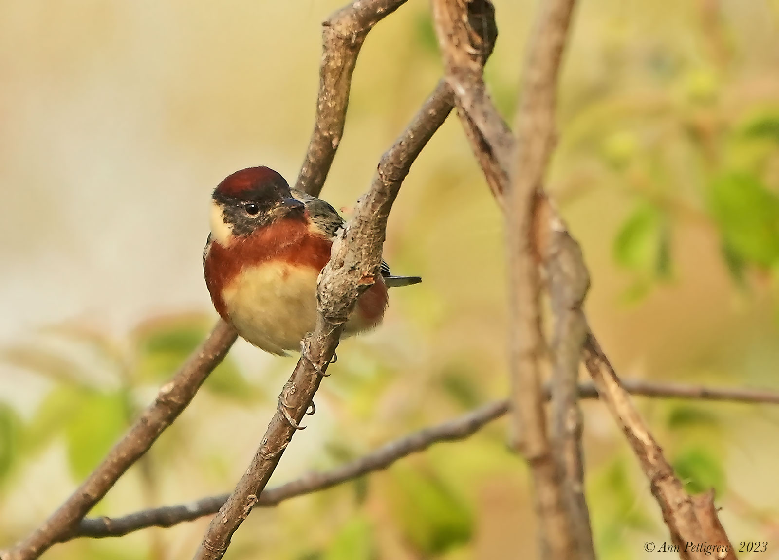 Bay-breasted Warbler