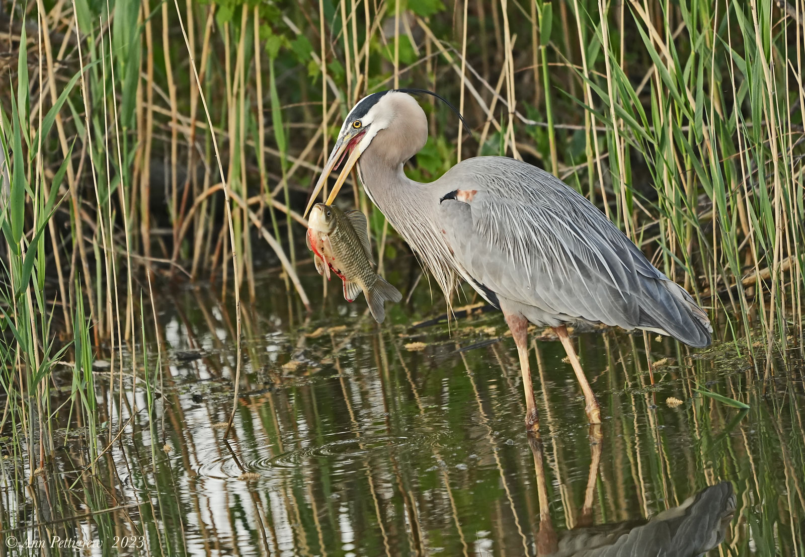 Great Blue Heron