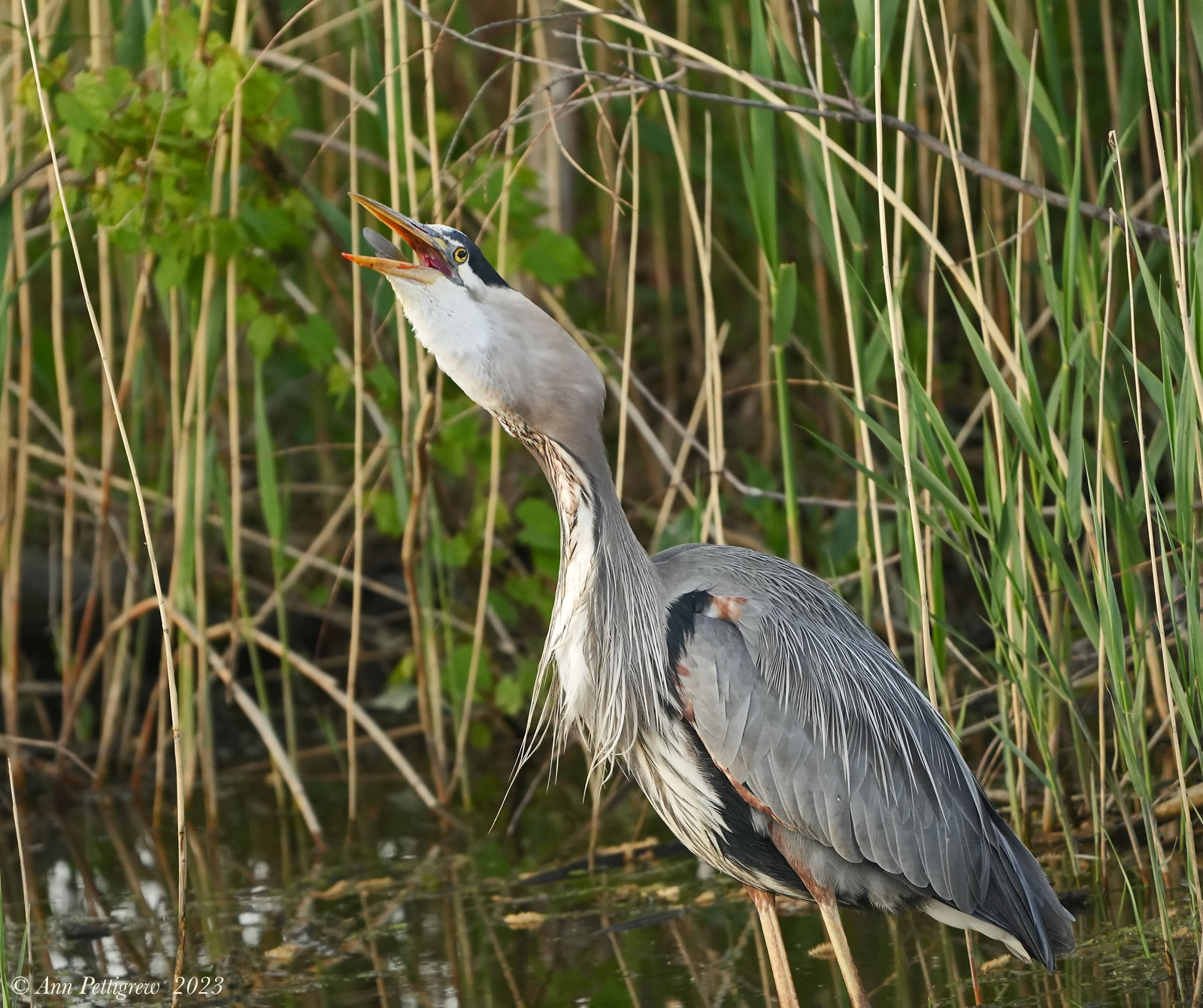 Great Blue Heron