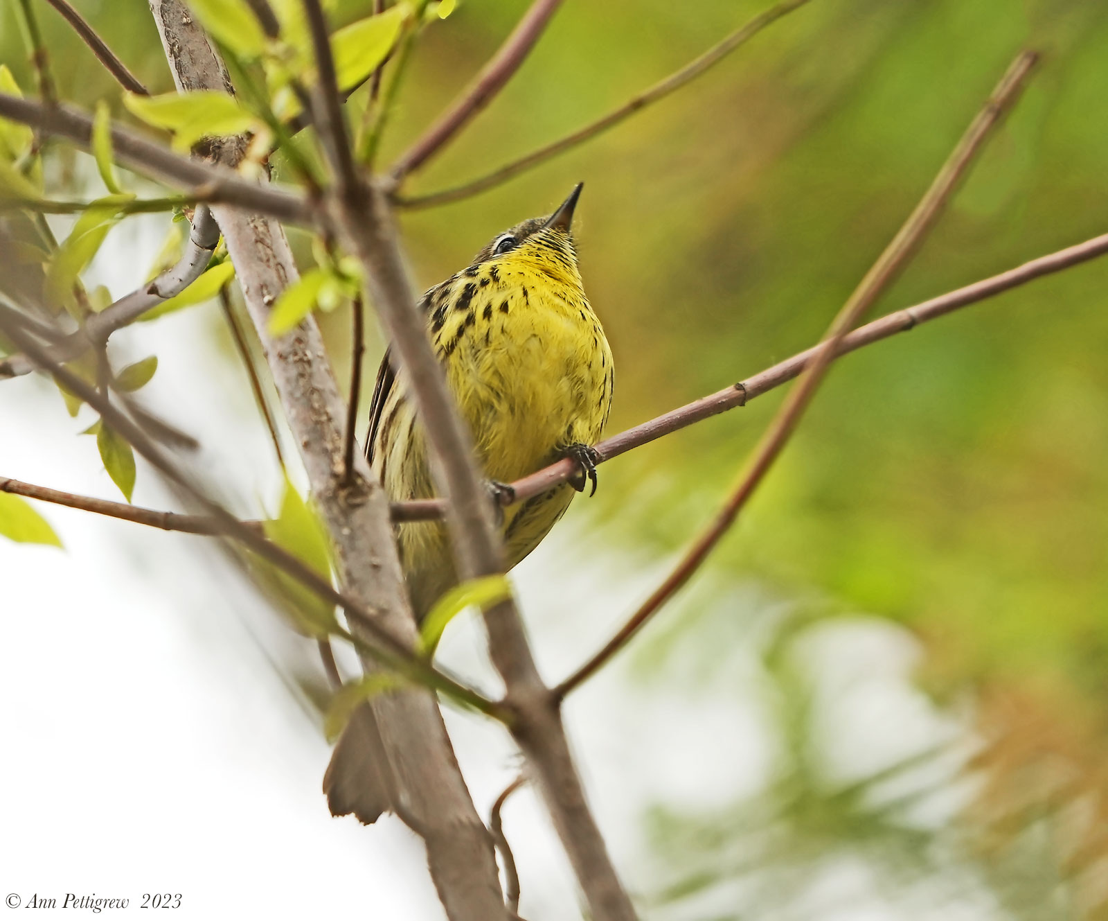 Kirtlands Warbler