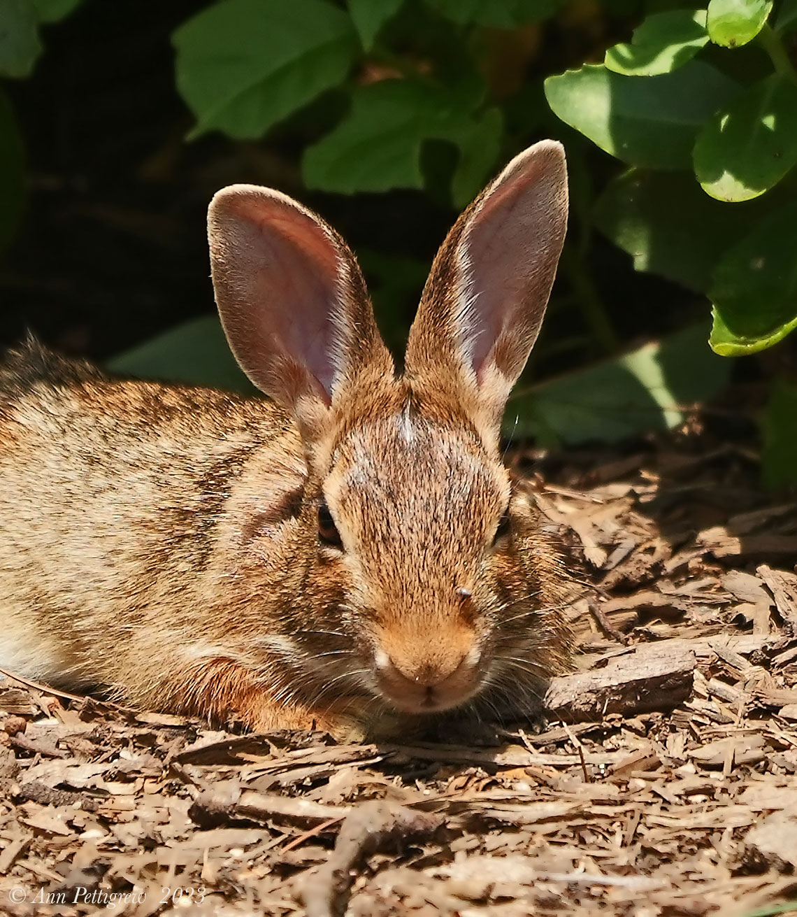 Eastern Cottontail