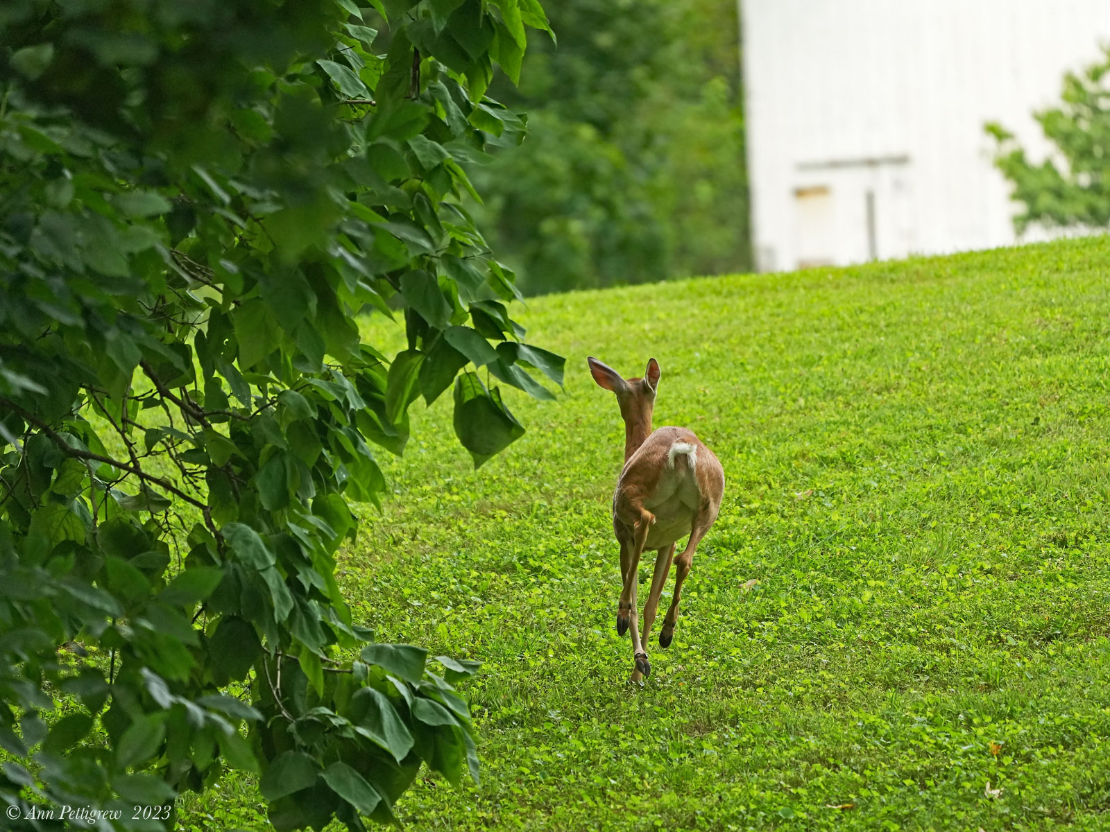 White-tailed Doe