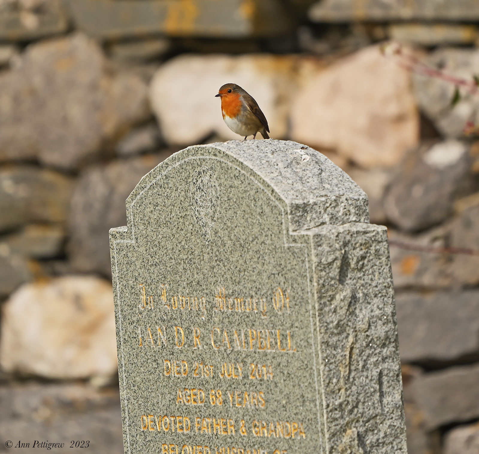 European Robin