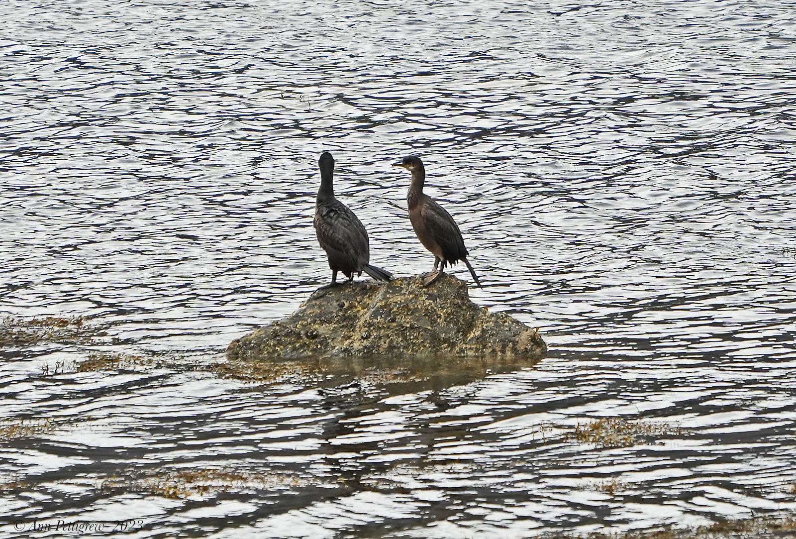 Great Cormorants 