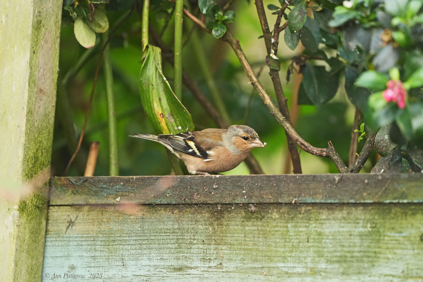 Common Chaffinch