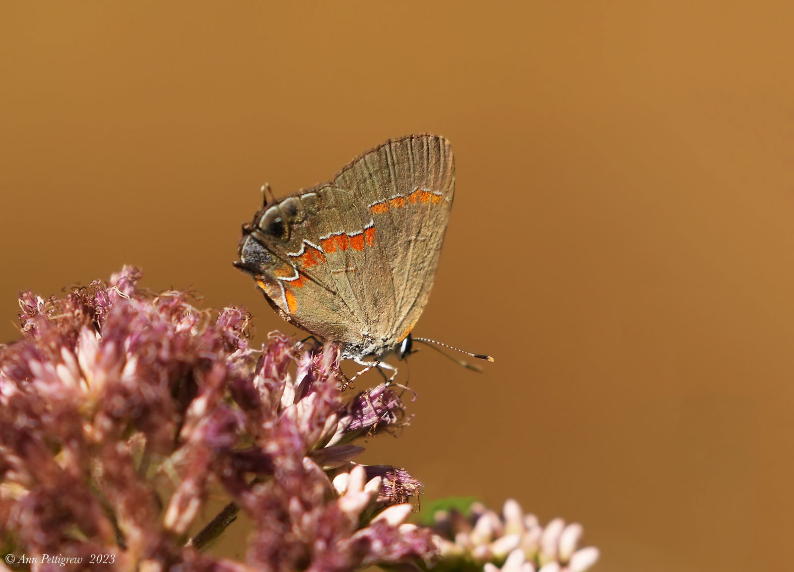 Red-banded Hairstreak