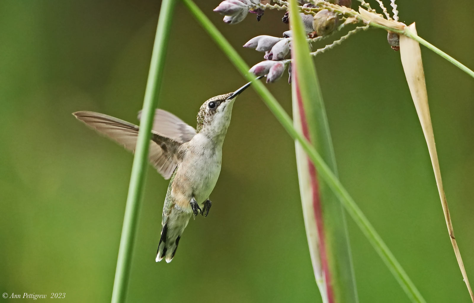 Ruby-throated Hummingbird