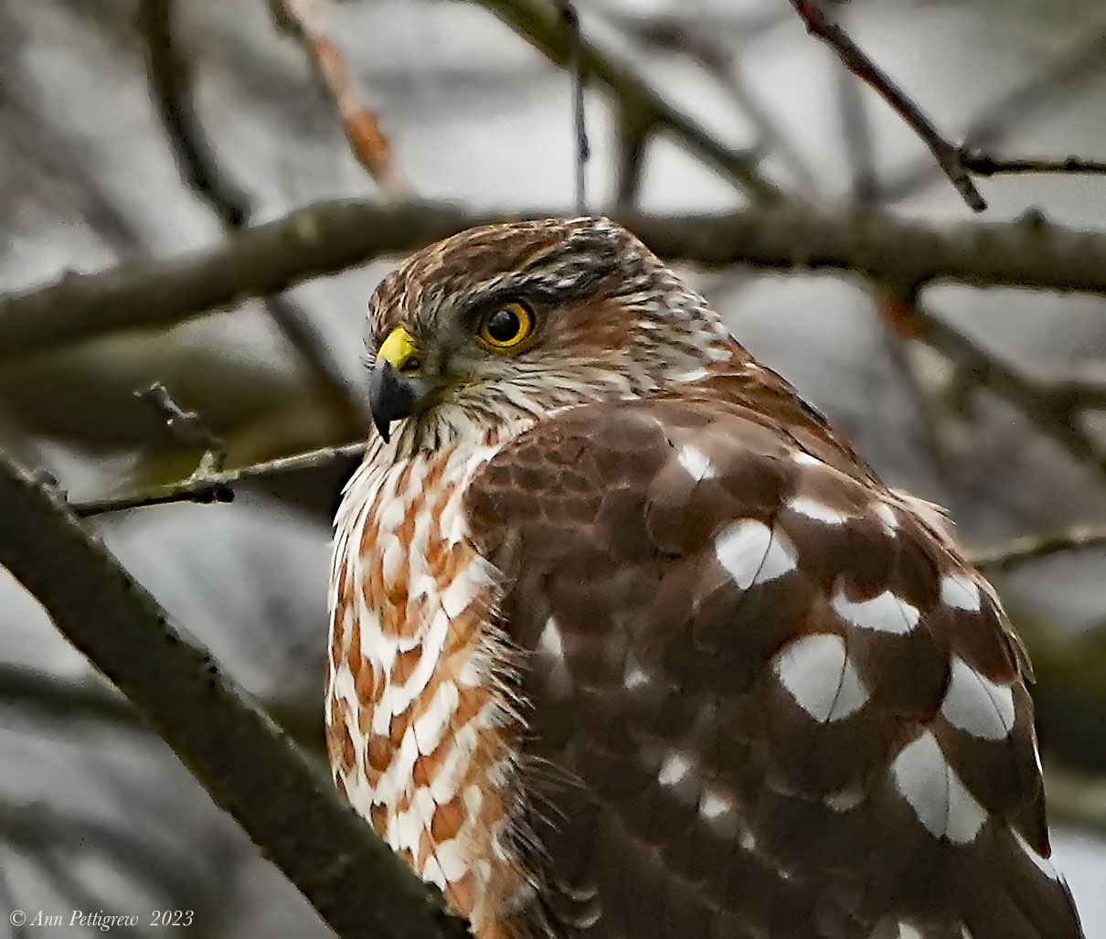 Sharp-shinned Hawk