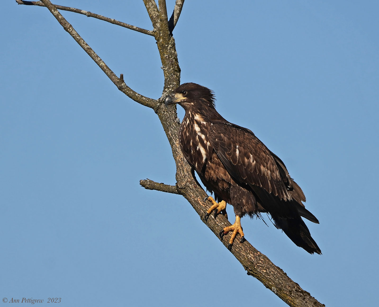 Bald Eagle