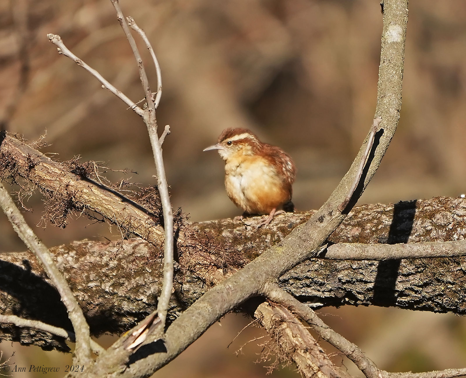 Carolina Wren